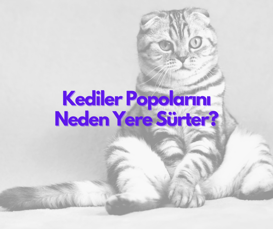 Kediler Popolarını Neden Yere Sürter ?