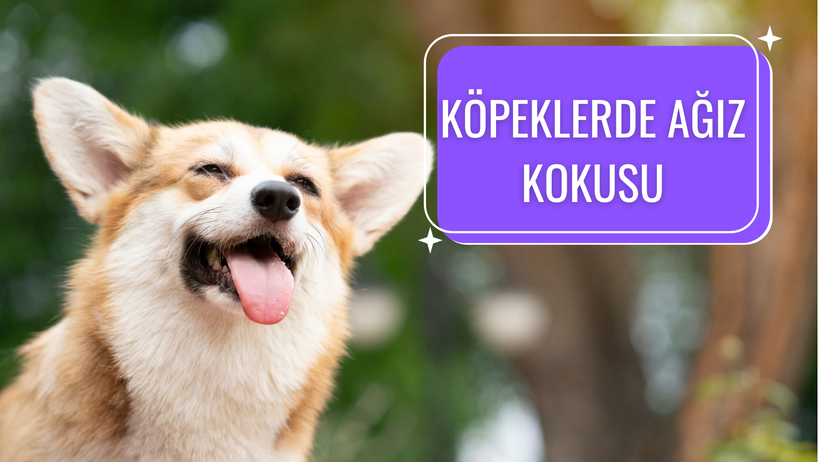 Köpeğimin Ağzı Kokuyor: Sebepler, Çözümler ve Önlemler